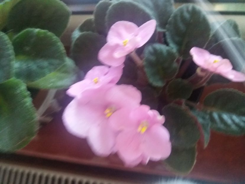  - Frumoasele mele violete