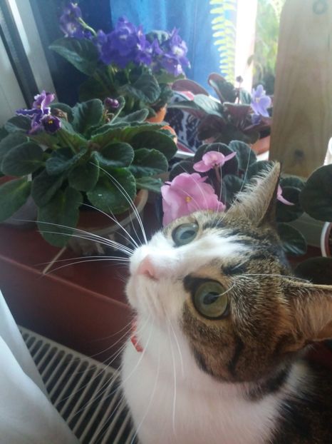  - Frumoasele mele violete