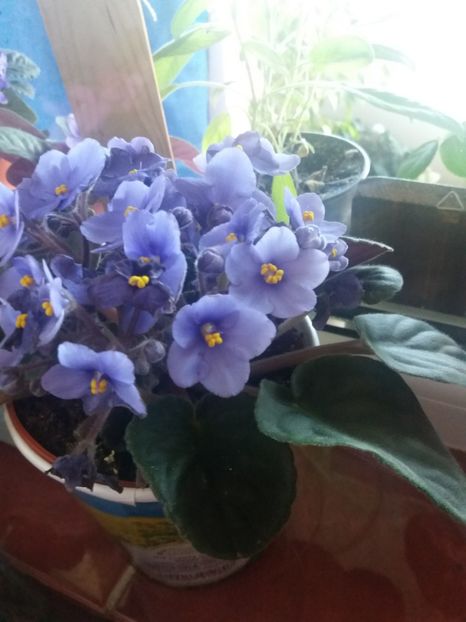  - Frumoasele mele violete