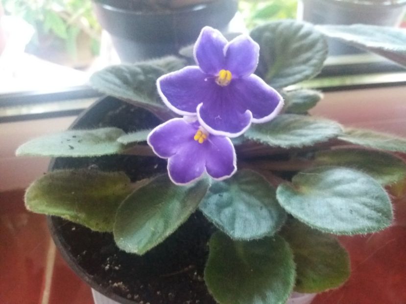  - Frumoasele mele violete