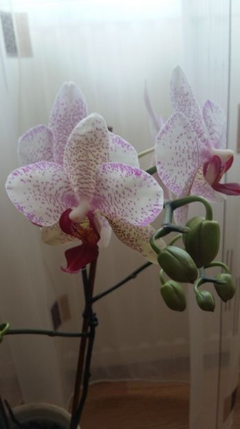 1497850628923-854357896 - 2017 ORHIDEE