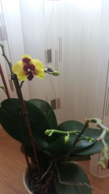 1497850817353-938315772 - 2017 ORHIDEE