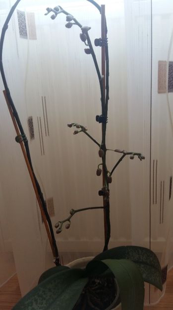 1497850907684-1621691314 - 2017 ORHIDEE