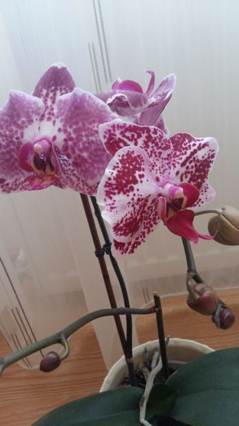 1497850983270-2080675893 - 2017 ORHIDEE