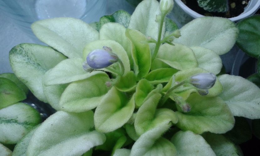 N-Avatar - VIOLETE DE COLECTIE 2017