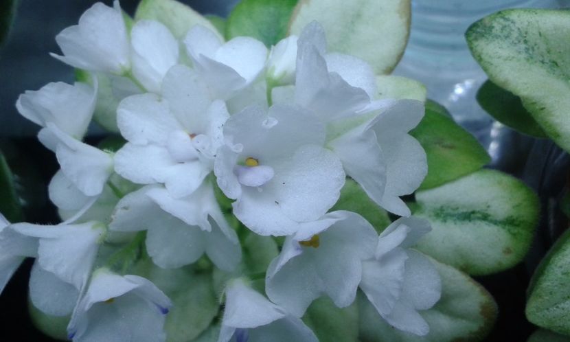 N-Robinzon - VIOLETE DE COLECTIE 2017