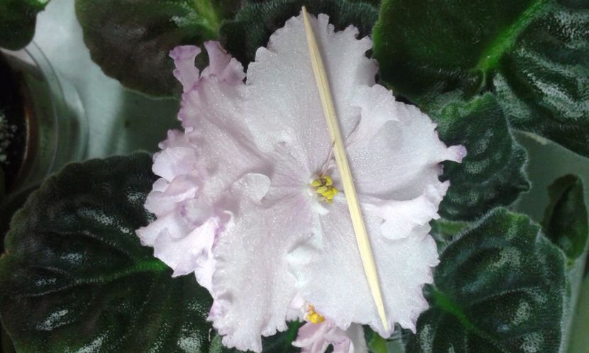 LE Elischijia Polia - VIOLETE DE COLECTIE 2017