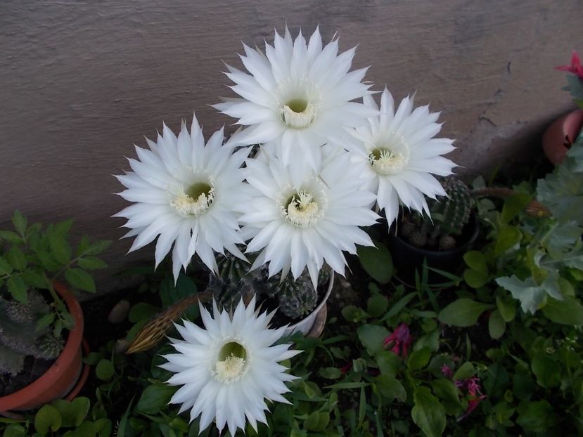 cactus alb - flori 2017