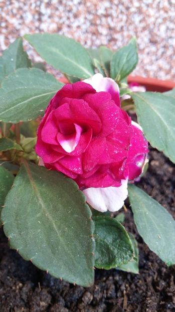 1497857831747-593335112 - 2017 IMPATIENS