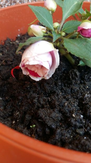 1497857850286-819616390 - 2017 IMPATIENS