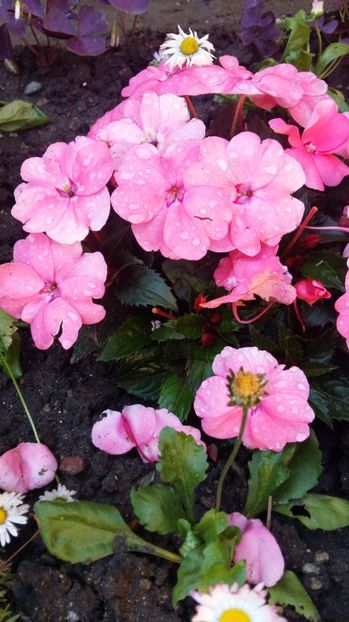  - 2017 IMPATIENS