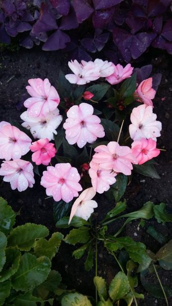  - 2017 IMPATIENS