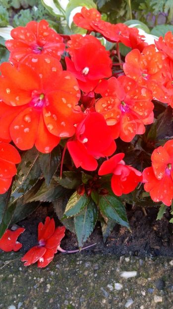 1497857954078-537717619 - 2017 IMPATIENS