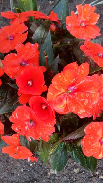 1497857997028-1275299697 - 2017 IMPATIENS