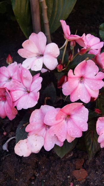  - 2017 IMPATIENS