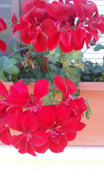  - 2017 MUSCATE ZONALE SI CURGATOARE