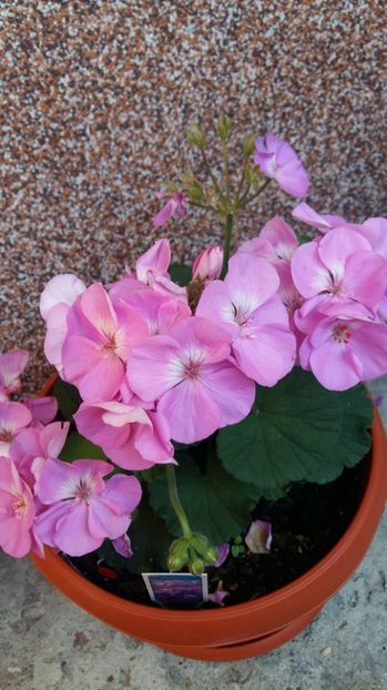  - 2017 MUSCATE ZONALE SI CURGATOARE