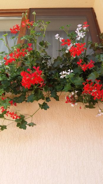 1497858551432-978466818 - 2017 MUSCATE ZONALE SI CURGATOARE