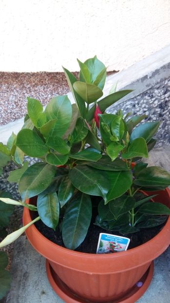 1497858619094-1529508769 - 2017 DIPLADENII