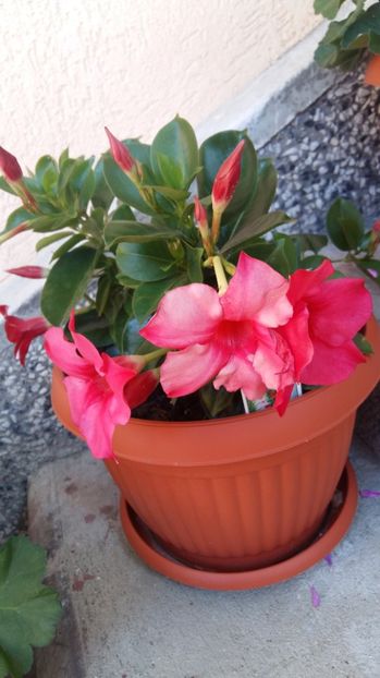 1497858665429-1337088741 - 2017 DIPLADENII