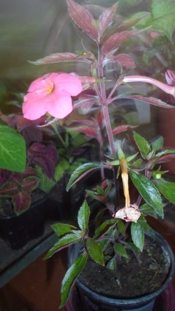 SAM_2948 - Flori de ghiveci 2o17