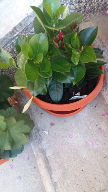 1497858713730-206879796 - 2017 DIPLADENII