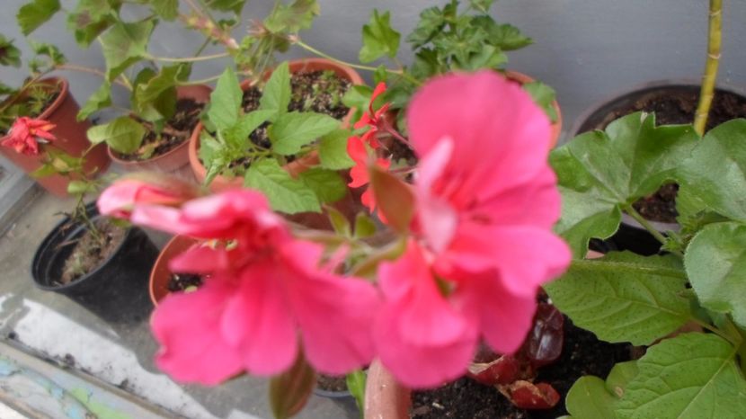 SAM_2950 - Flori de ghiveci 2o17