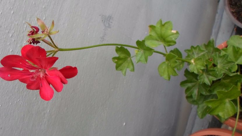 SAM_2952 - Flori de ghiveci 2o17
