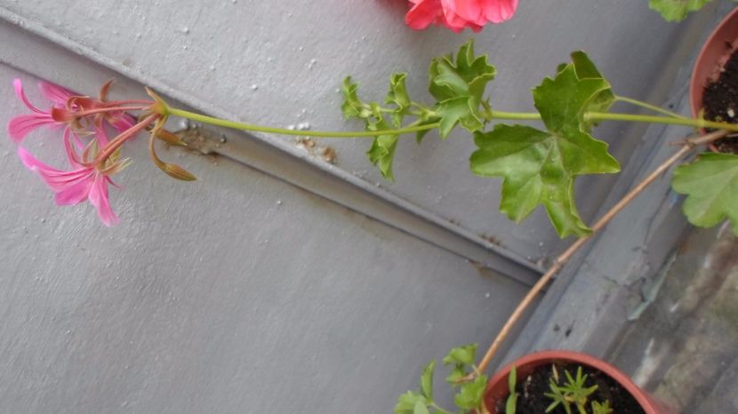 SAM_2953 - Flori de ghiveci 2o17