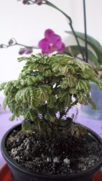 SAM_2957 - Flori de ghiveci 2o17