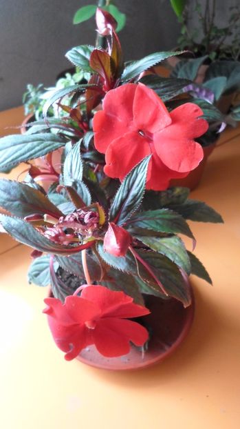 SAM_2958 - Flori de ghiveci 2o17