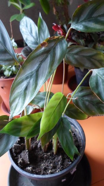 SAM_2959 - Flori de ghiveci 2o17
