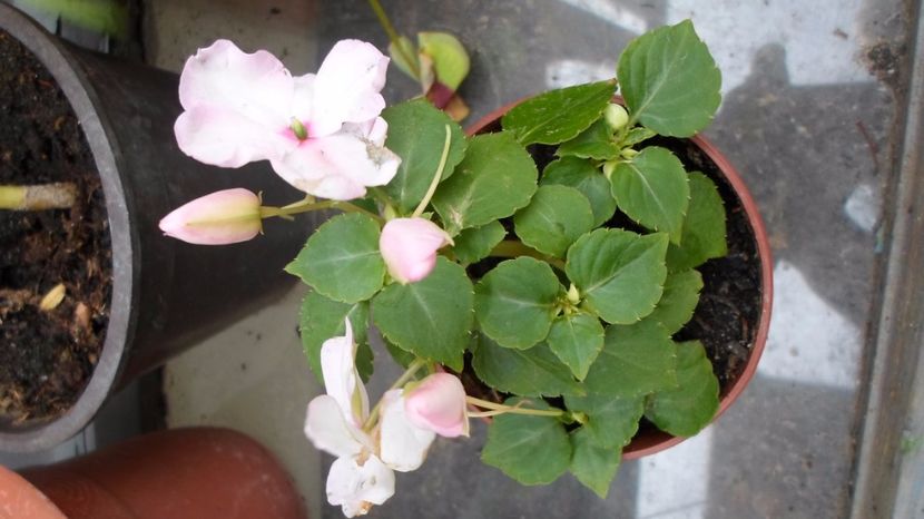 SAM_2962 - Flori de ghiveci 2o17