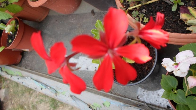 SAM_2964 - Flori de ghiveci 2o17