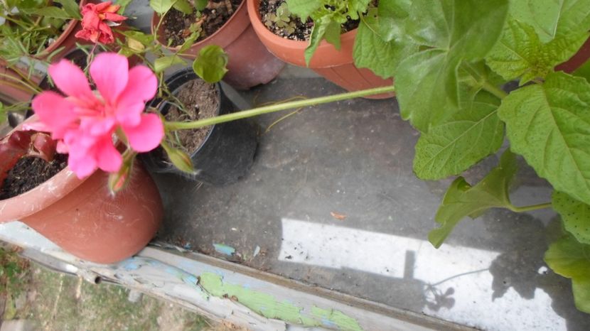 SAM_2965 - Flori de ghiveci 2o17