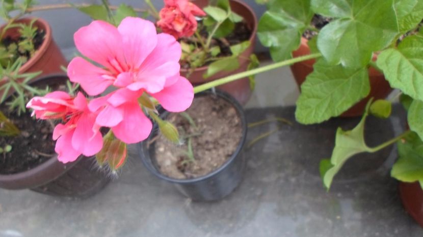 SAM_2970 - Flori de ghiveci 2o17