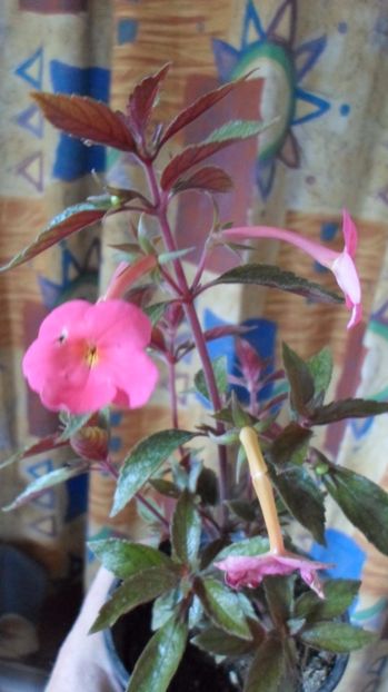 SAM_2917 - Flori de ghiveci 2o17