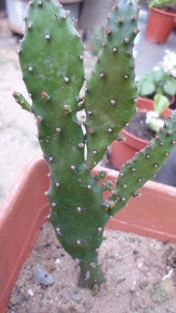 SAM_2922 - Flori de ghiveci 2o17