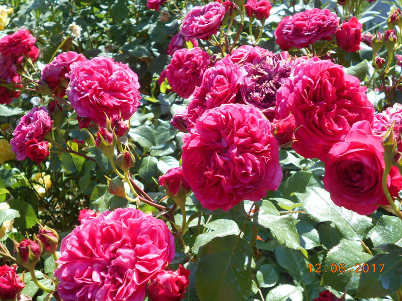  - Red Leonardo Da Vinci