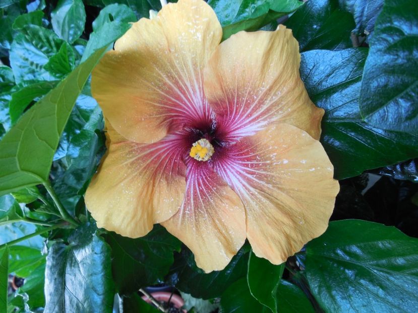  - Tahitian Dark Congo