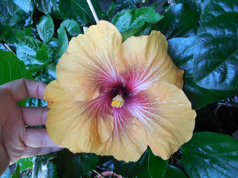  - Tahitian Dark Congo