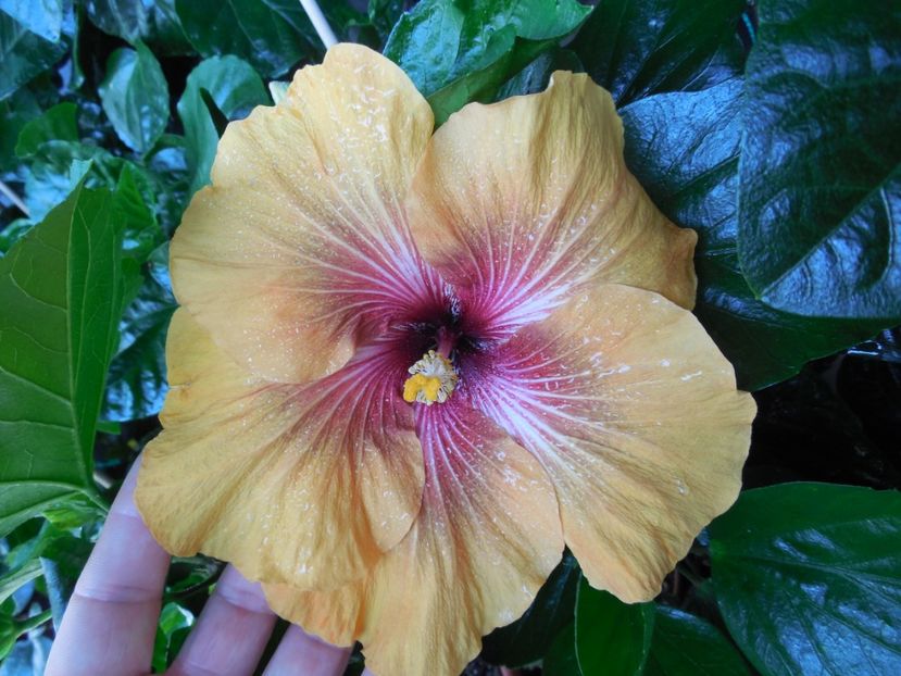  - Tahitian Dark Congo