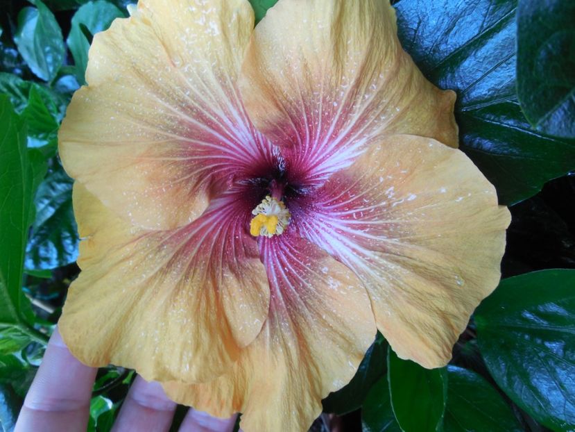  - Tahitian Dark Congo