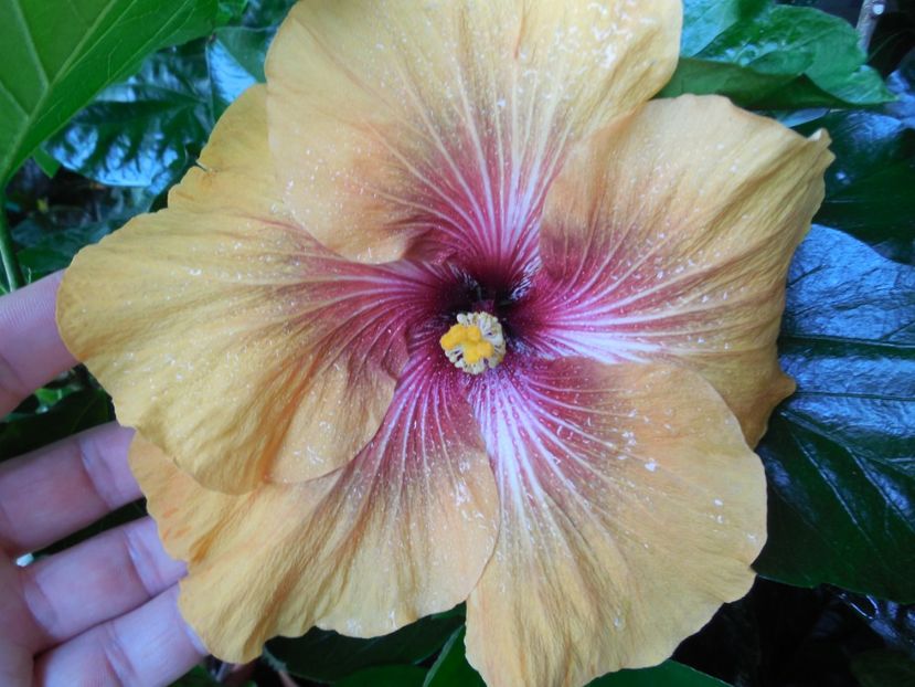  - Tahitian Dark Congo