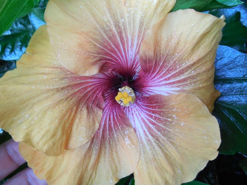  - Tahitian Dark Congo