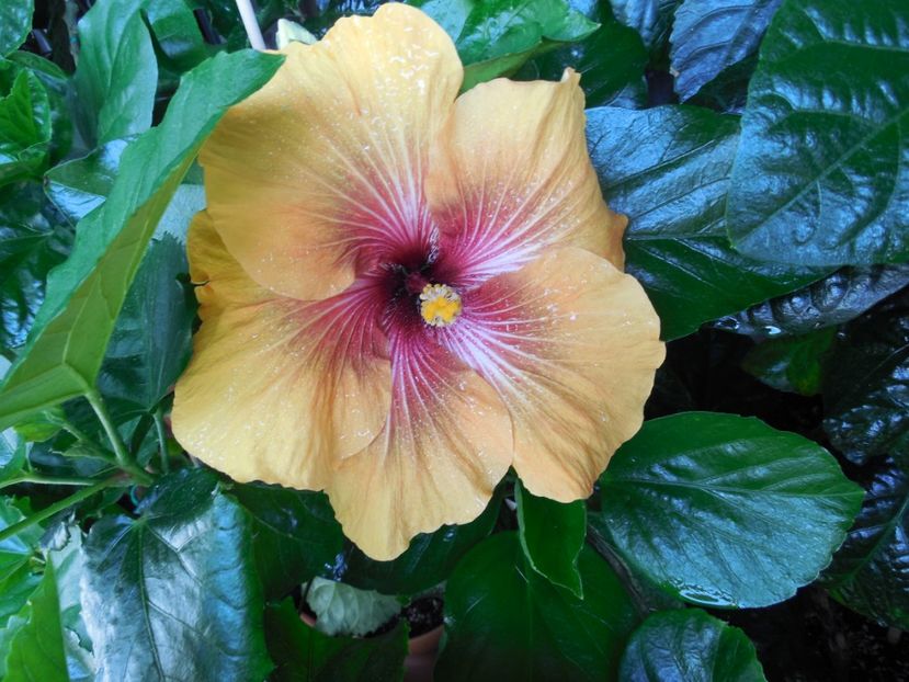  - Tahitian Dark Congo