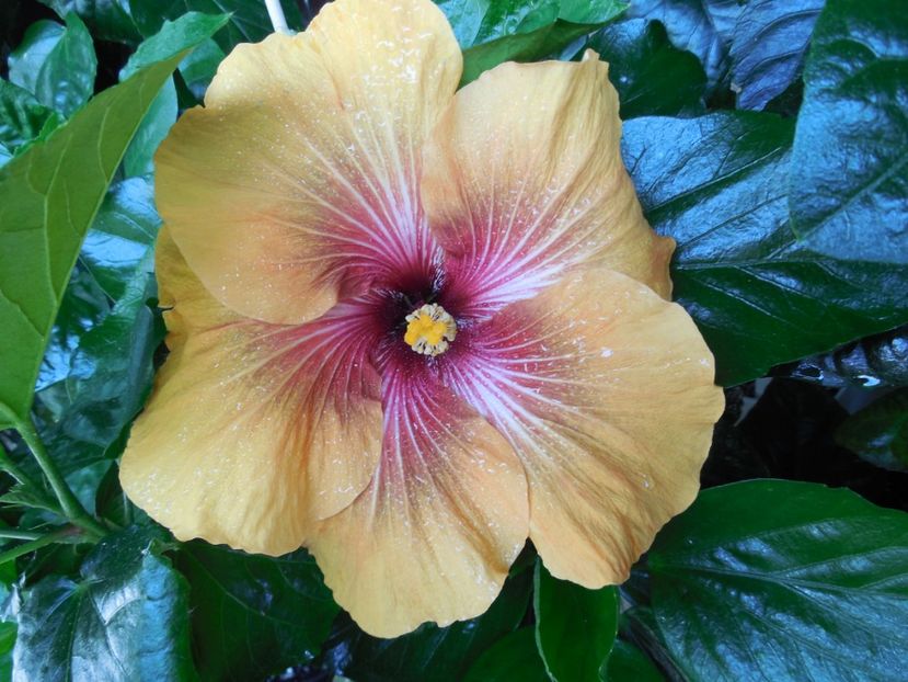  - Tahitian Dark Congo