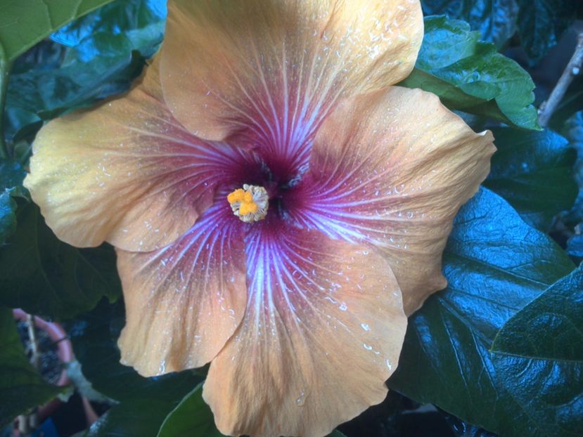 WIN_20170619_111438 - Tahitian Dark Congo