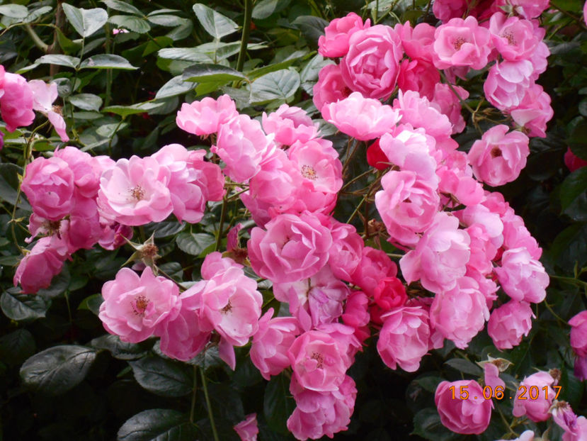  - 4TRANDAFIRI 2017