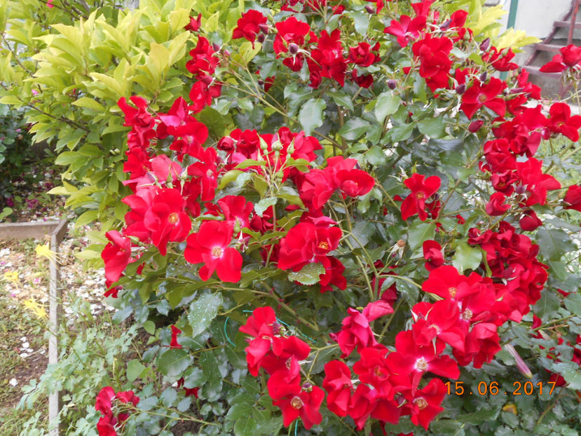  - 4TRANDAFIRI 2017